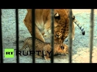 Russia: You won't see this cute but fierce cat in the wild! The liliger