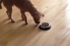 Dog Bows to Food Before Meal