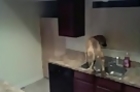 Houdini Dog Makes Impressive Kitchen Escape