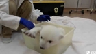 Polar bear cub at Toronto Zoo takes first bath
