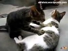 Terbaru Lucu Banget Ngakak Video kucing pijat cat massage 2013