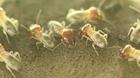 Termite-inspired robots