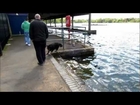 Happy Dog at Edgbaston Reservoir, Birmingham (UK)