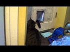 Cat leaves tail in cat flap