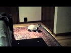 Cat chases its tail