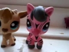 Lps: zebra at the adoption center 1