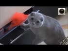 Cat caught stealing underwear! !!! :)
