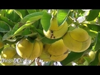 Discovering New species Tennis Ball tree Nature, UFSC Florianópolis Brasil