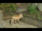 Fox Pups Playing with Dog's Ball