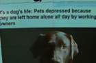 Headlines at 8:30: Pets Left Alone for Hours Suffer Depression