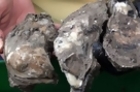 Oyster Restoration Project Under Way off Texas Coast