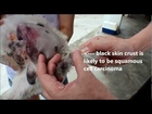 Squamous cell carcinoma in a dog