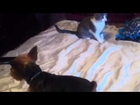 Kitten VS. Yorkshire Terrier Pet Fight (Cat Wins)