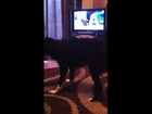 Crazy collie dog chasing his tail