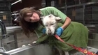 Sick, Homeless Dog Living In Trash Gets Rescued, Then She Helps Rescue Another Traumatized Dog