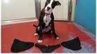 Stray Puppy Found to be on 'Women's Underwear Diet'