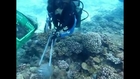 Starfish threatens famed Philippine coral reefs