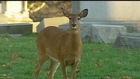 Famous Kansas City cemetery deer found shot to death