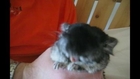 Funny Chinchilla Reacts to Gross Medicine