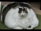 World's Fattest Cats (Top 5!!!)